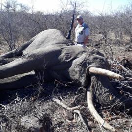 Hunt Elephant in Africa