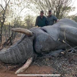 Trophy size Elephant Hunt