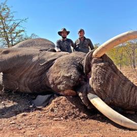 Rifle Hunt Elephant in Africa