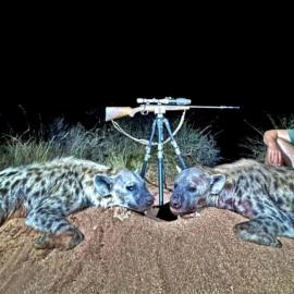 Spotted Hyena Hunt in Africa