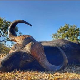 Cape Buffalo with a bow