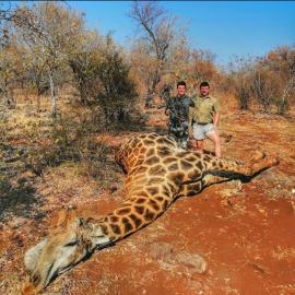 Bow Hunted giraffe trophy