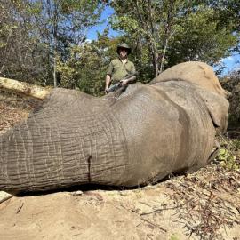 Hunt elephants in Zimbabwe
