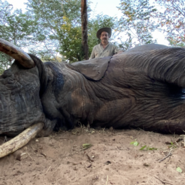 Zimbabwe elephant hunting
