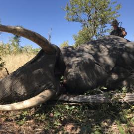 Elephant trophy photos