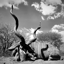 kudu bow hunting in limpopo