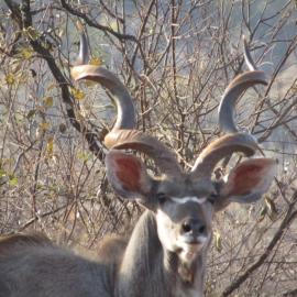 trophy kudu hunt in south africa