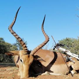 south africa trophy bushbuck hunt