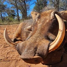 warthog bow hunt in south africa