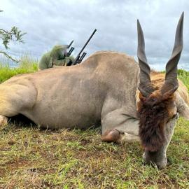Hunt Eland in Kwazulu Natal