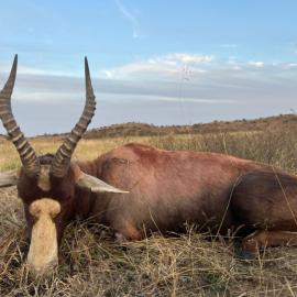 Trophy Blesbuck Hunting in South Africa