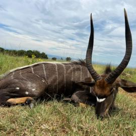 Trophy Hunt Nyala in South Africa