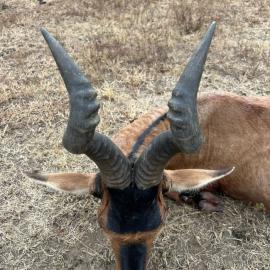 Red Hartebeest Trophy Hunt