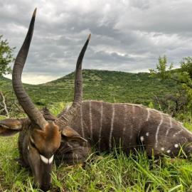 hunt nyala in south africa