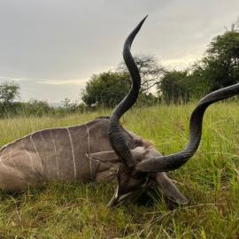 hunt plains game in africa