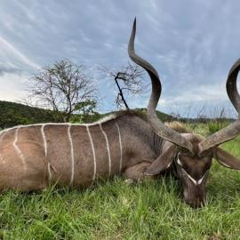 hunt giant kudu in africa