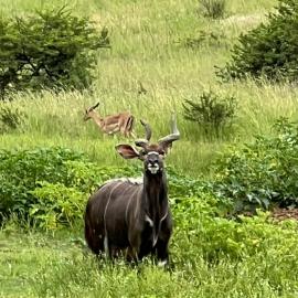 hunt giant nyala in south africa