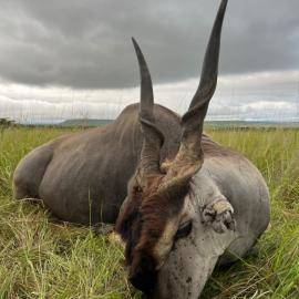 Kwazulu-natal trophy hunting