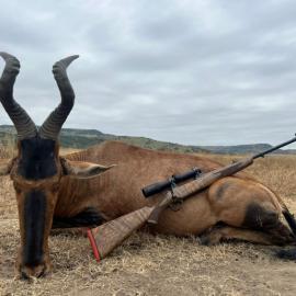 Hunt trophy Red hartebeest