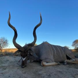 kudu trophy hunt in south africa