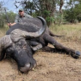 hunt trophy buffalo free-range in Africa