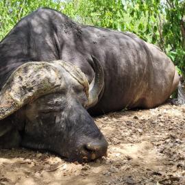 hunt free-range cape buffalo in Mozambique