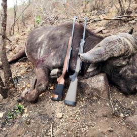hunt trophy cape buffalo in africa