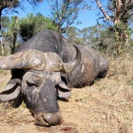 hunt free-range cape buffalo in africa