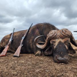 African Cape Buffalo Trophy Hunt