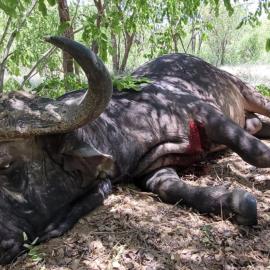 Hunting Giant Cape Buffalo