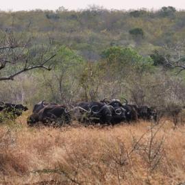 Cape Buffalo Herds in Africa