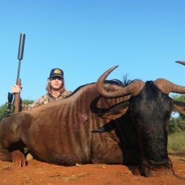 Blue Wildebeest hunting in South Africa
