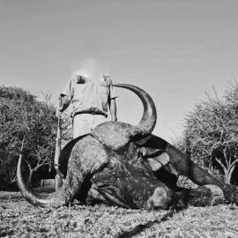 Bow Hunt Buffalo in Limpopo South Africa
