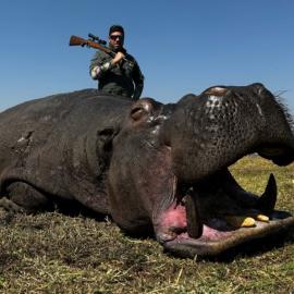 Huge free-range hippo hunt