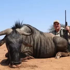 plains game hunting for blue wildebeest