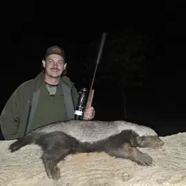 hunting honey badger at night