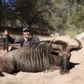 cull wildebeest