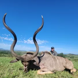 hunting kudu free range