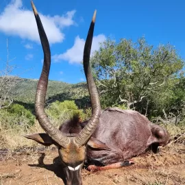 nyala trophy photos free range