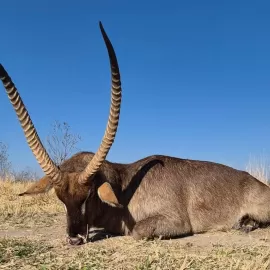 free range waterbuck hunt