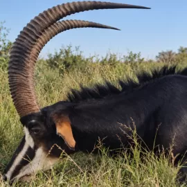 sable hunt trophy