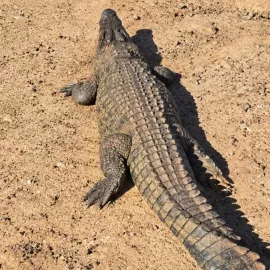 Crocodile hunting in Africa