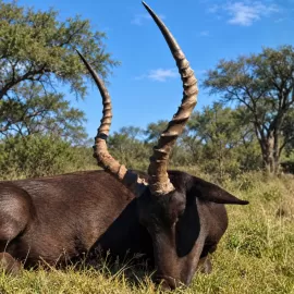 Black Impala in Limpopo