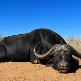 buffalo hunting in south africa