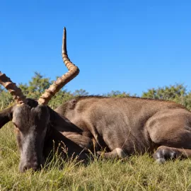 Big Black Impala Ram