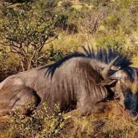 Wildebeest plains game hunting