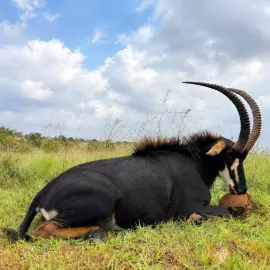 Hunt Sable in South Africa 4