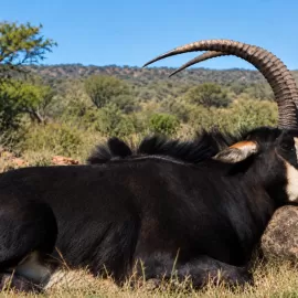 Hunt Sable in South Africa 2