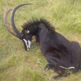 Hunt Sable in South Africa 1