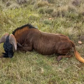 Hunt Wildebeest in South Africa